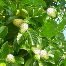 Lá Nhàu Tươi ( túi/ 1 kg )